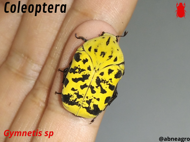Automeris cf. jucunda (4).png