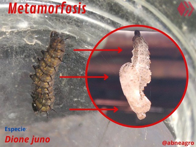 Automeris cf. jucunda (7).png
