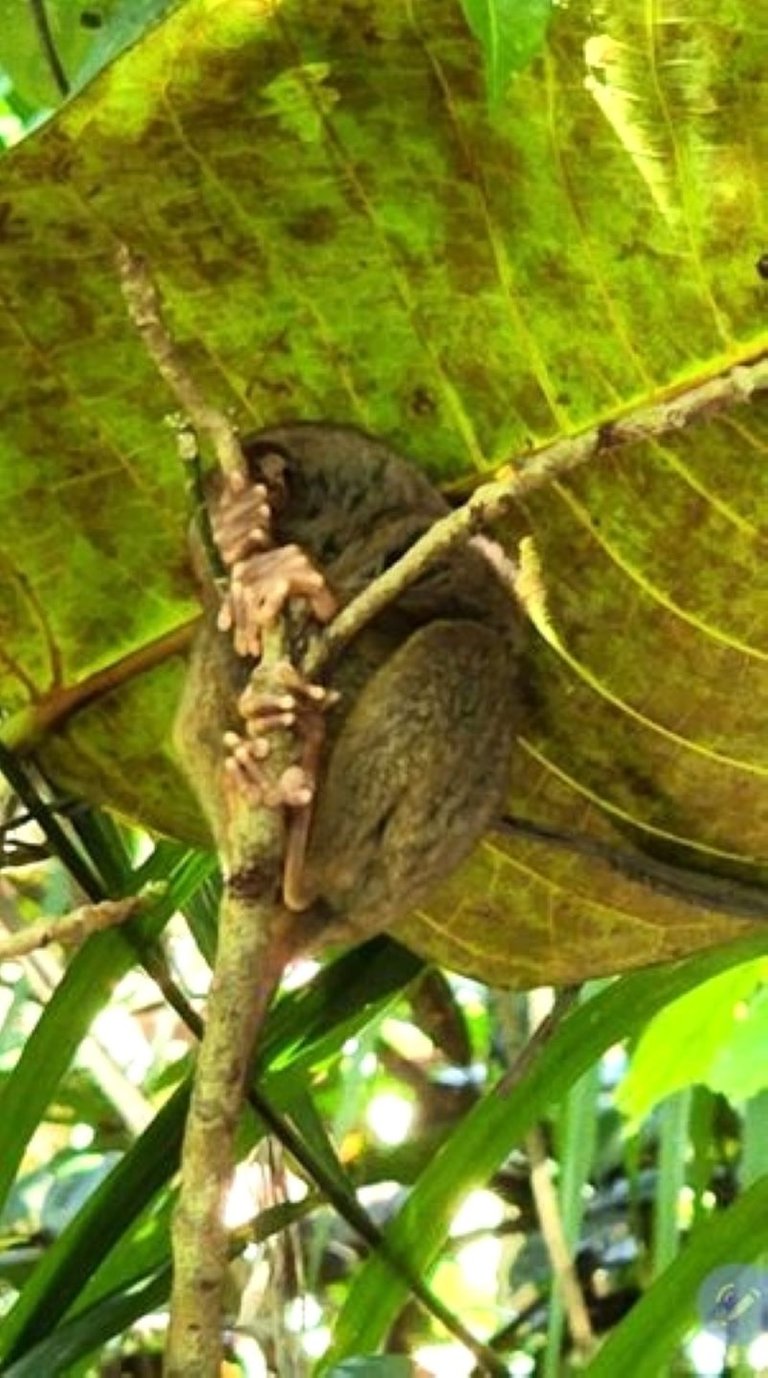  "tarsier5.jpg"