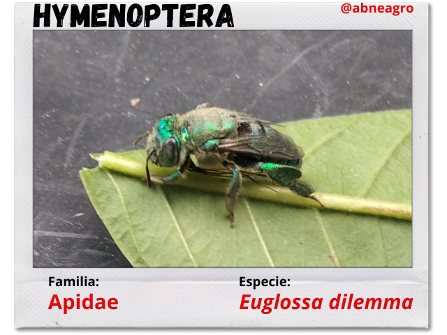penúltimo.png