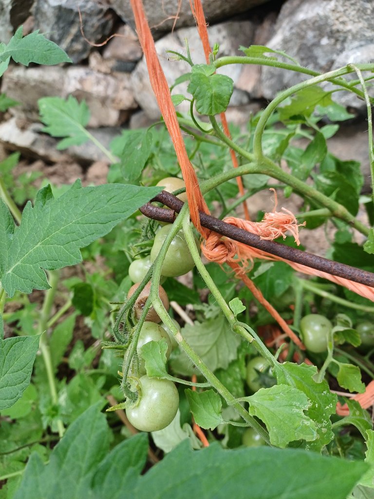 20250813_131205.jpg