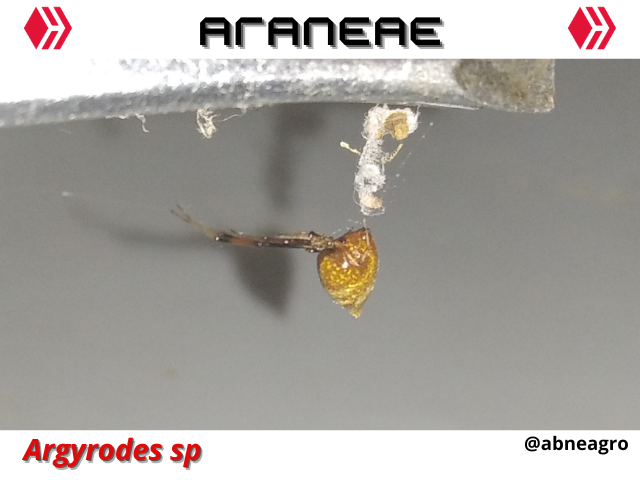 Automeris cf. jucunda (2).png