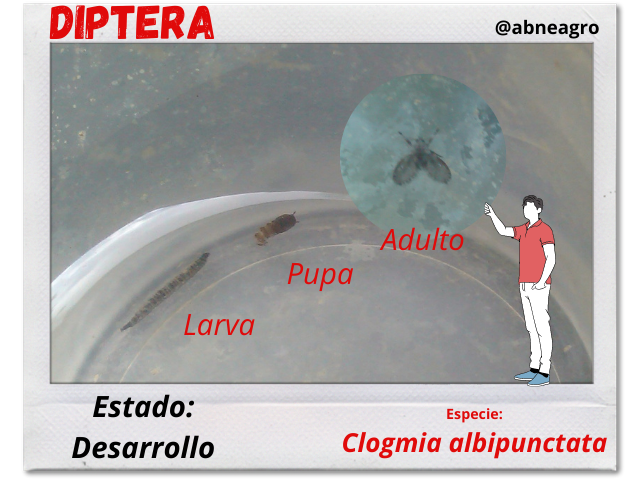 Diptera 6.png