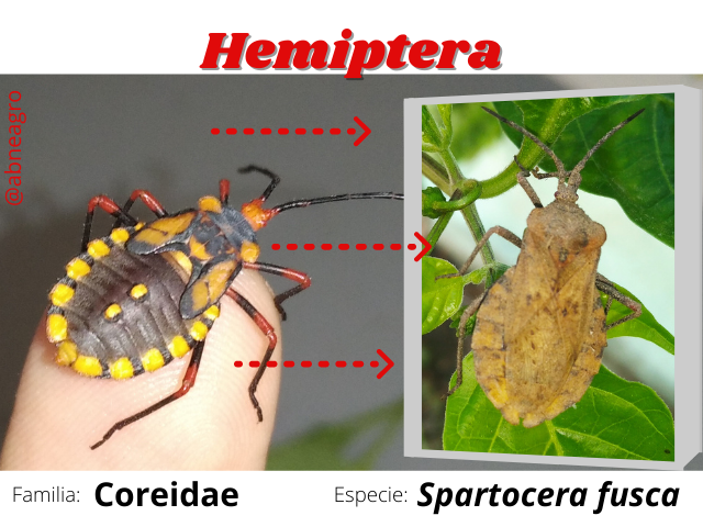 Hemiptera(7).png