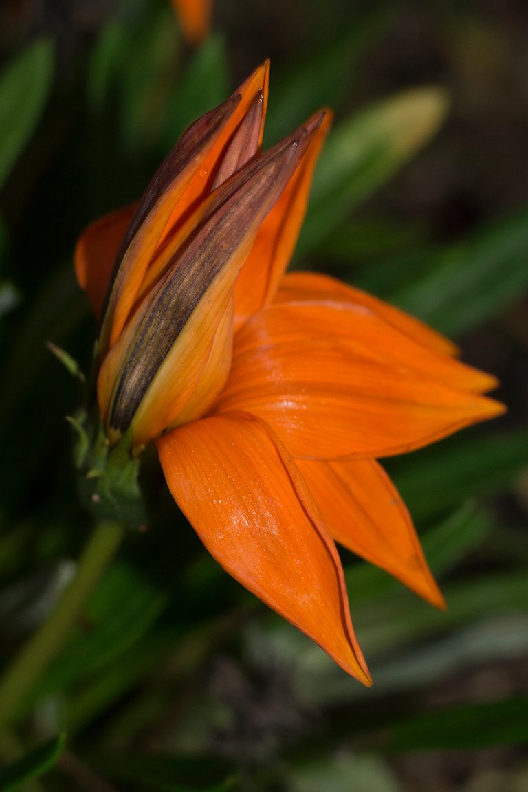 DSC_4097.jpg