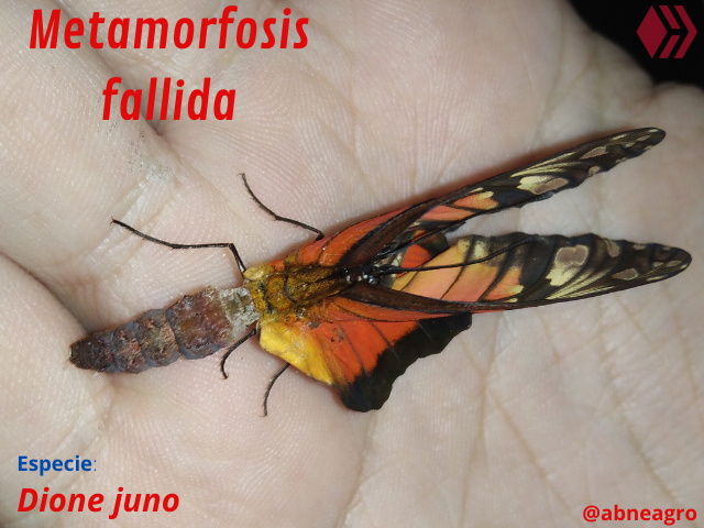 Automeris cf. jucunda (10).png