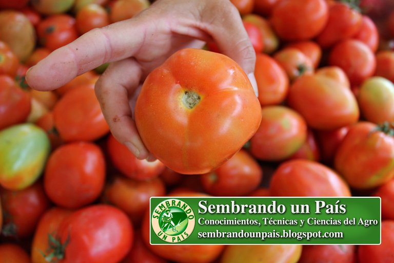 6 calidad tomate NVO BANNER.jpg