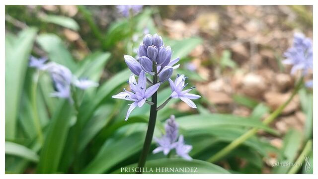 scilla sp. flower by Priscilla Hernandez (2).jpg