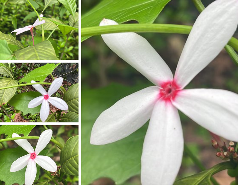 Kopsia fruticosa Flower Photographs