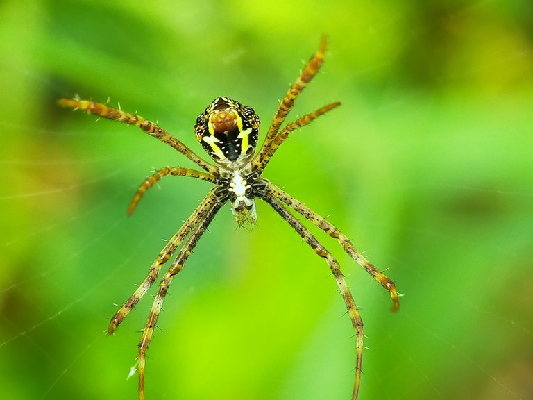 Spider (27).jpg