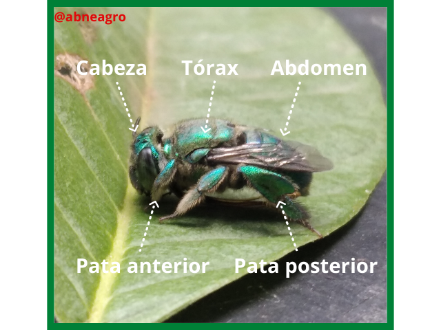Cabeza.png