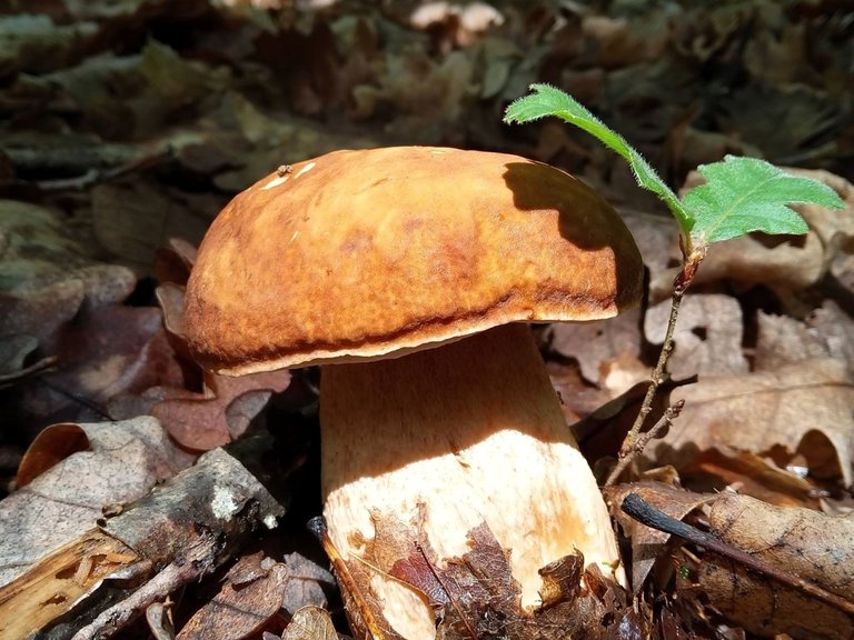 Boletus.jpg