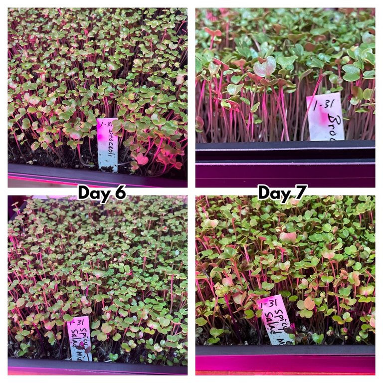 microgreens-day 6-7 (1).jpg