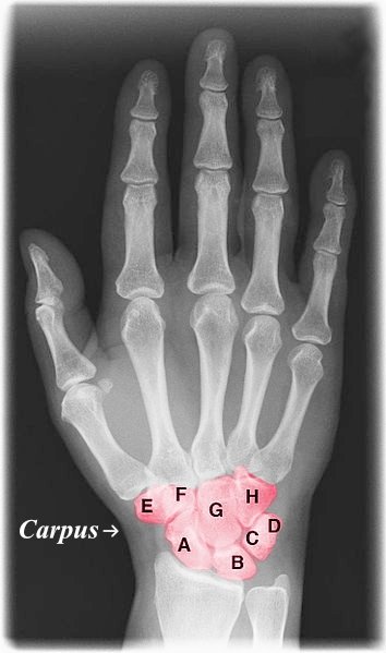 Xray_hand_with_color.jpg