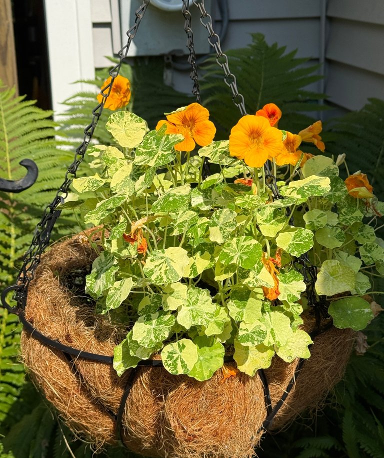 hivegarden-flowers-24.jpg