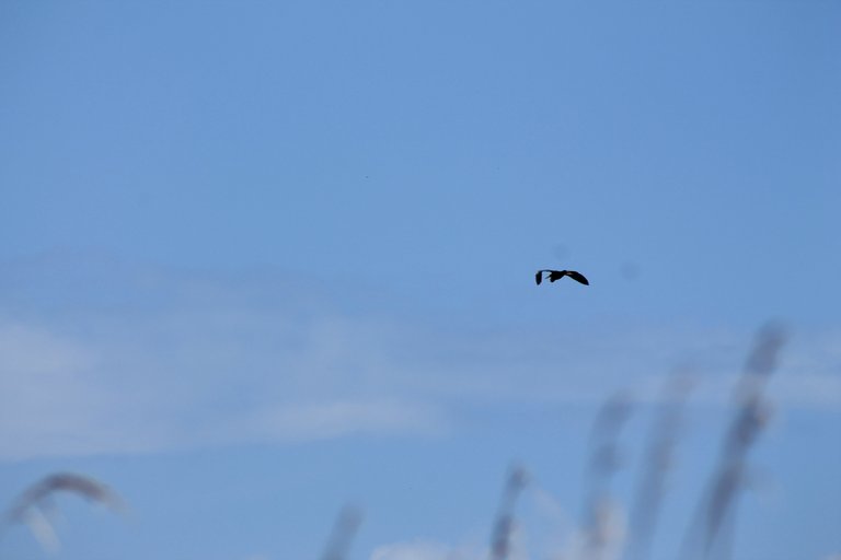 IMG_8454.JPG