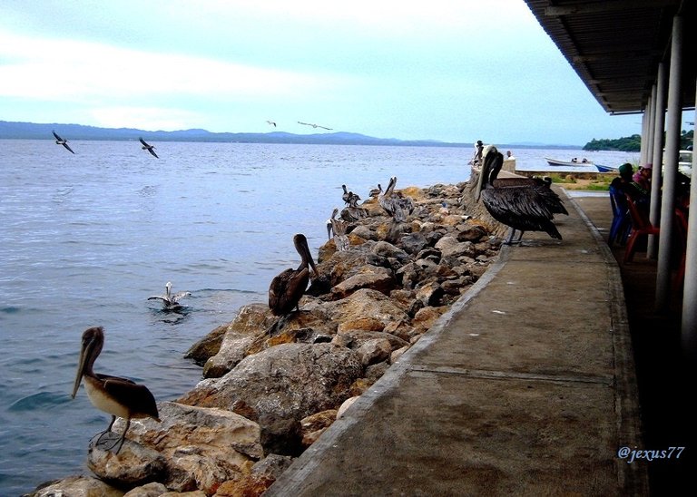 2-Pelicanos.jpg