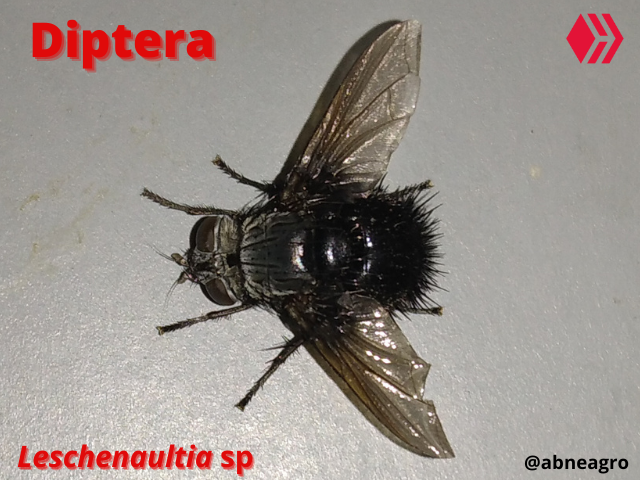 Automeris cf. jucunda (4).png
