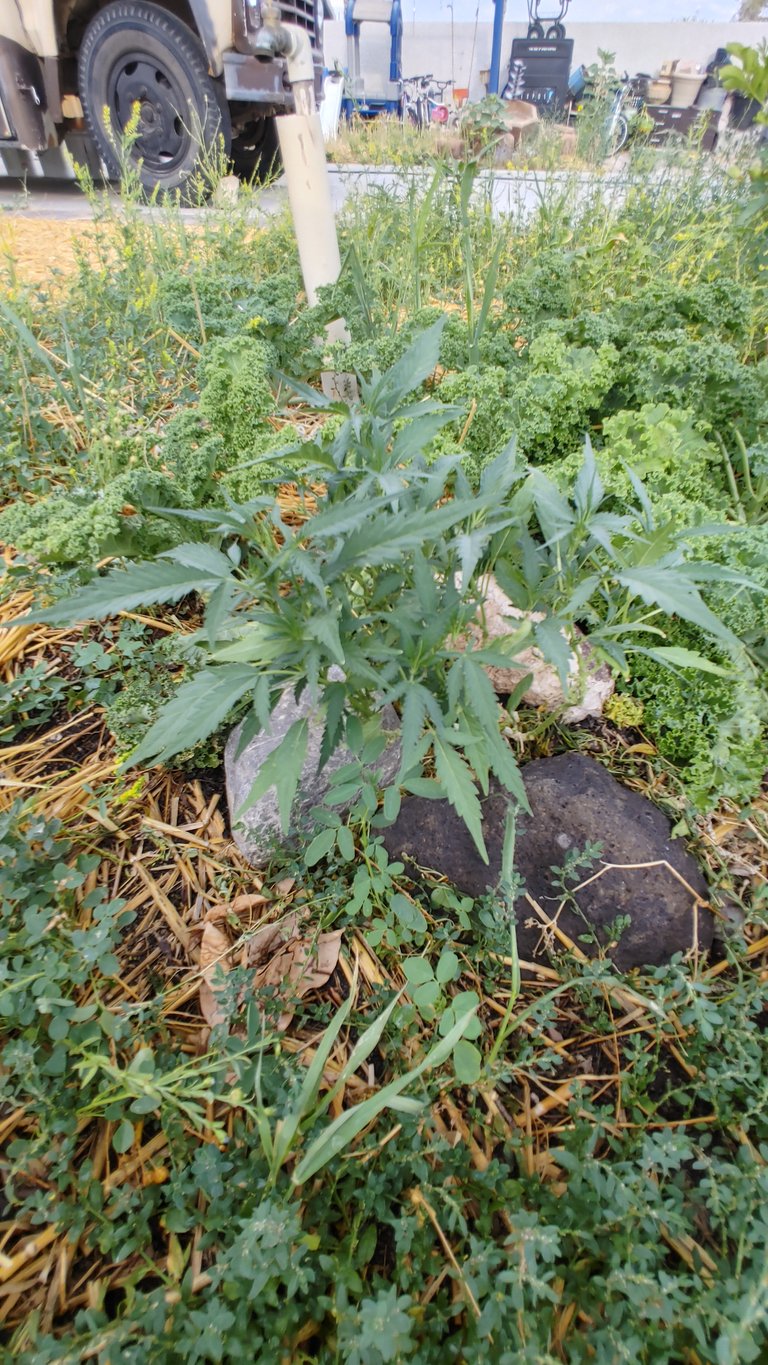 20210619_071542_HDR.jpg