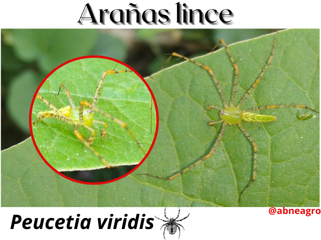 Arañas lince(2).png