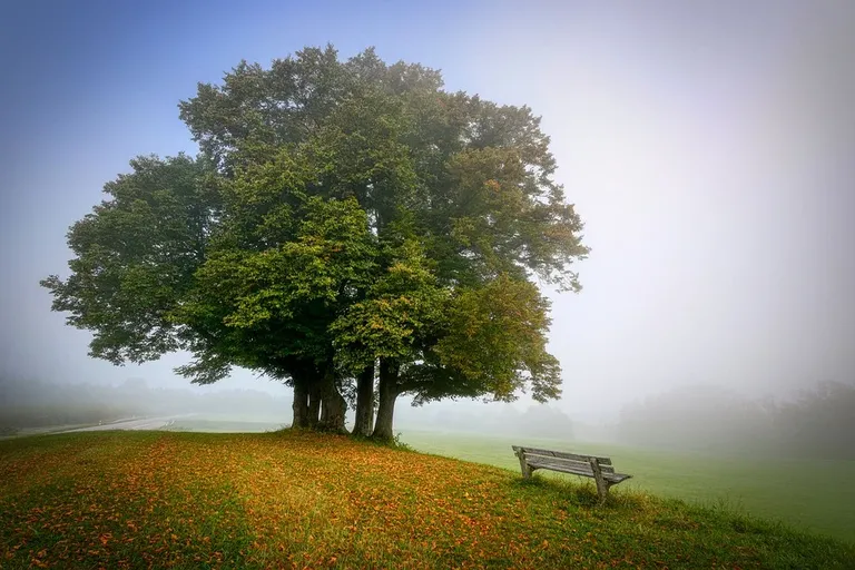 landscape-5591270_960_720.webp