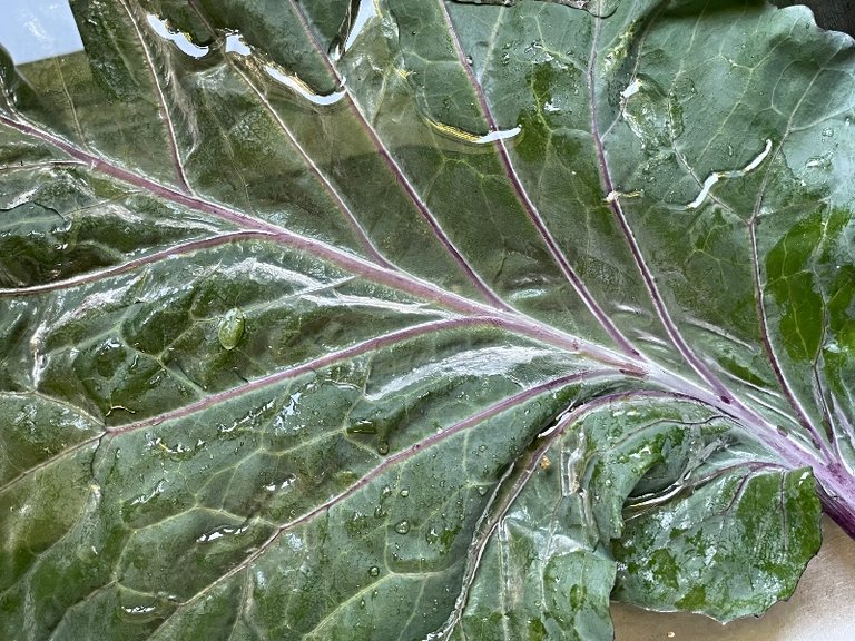 foodiesbeehive-dehydrating-cabbage-a.jpg