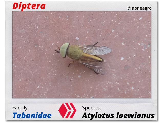 Diptera(1).png