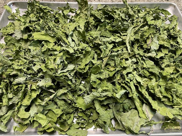 foodiesbeehive-dehydrating-cabbage- (1).jpg