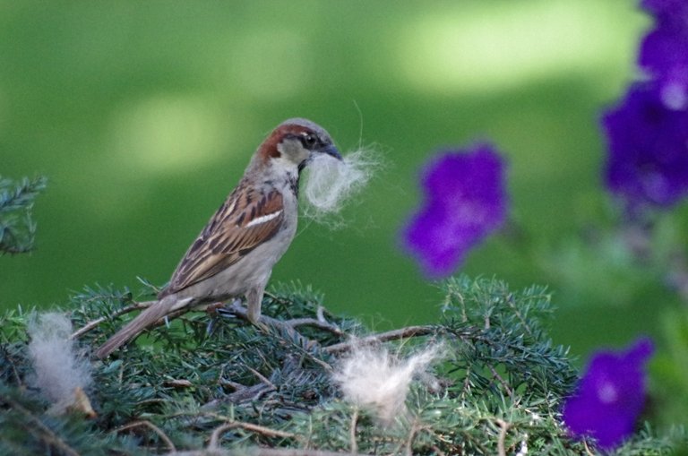 feathered-friends-sparrows.jpg