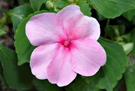 Impatiens-Impaciencia.jpg
