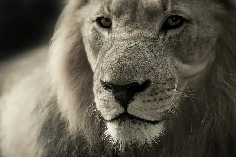 lion588144_960_720.webp