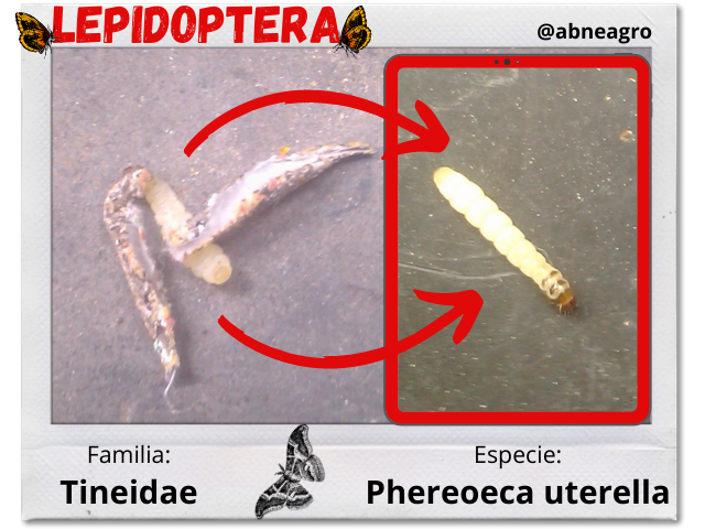 Lepidoptera 5.png