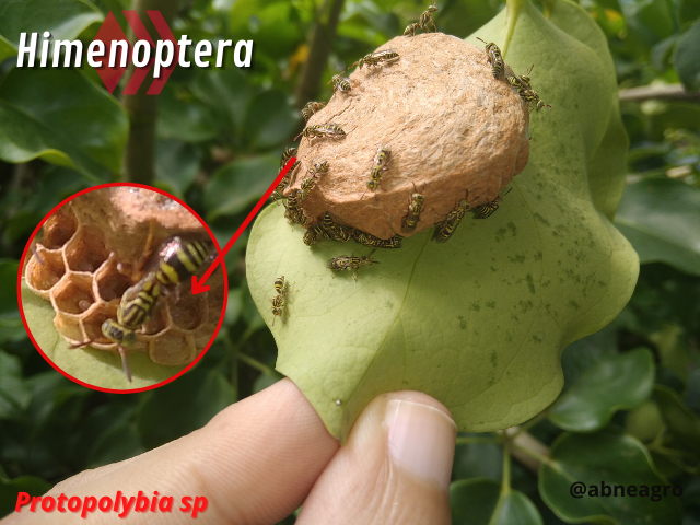 Automeris cf. jucunda (4).png
