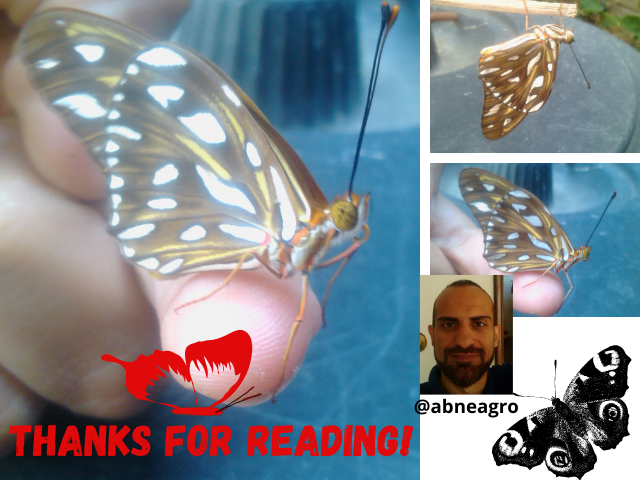 Lepidoptera final.png