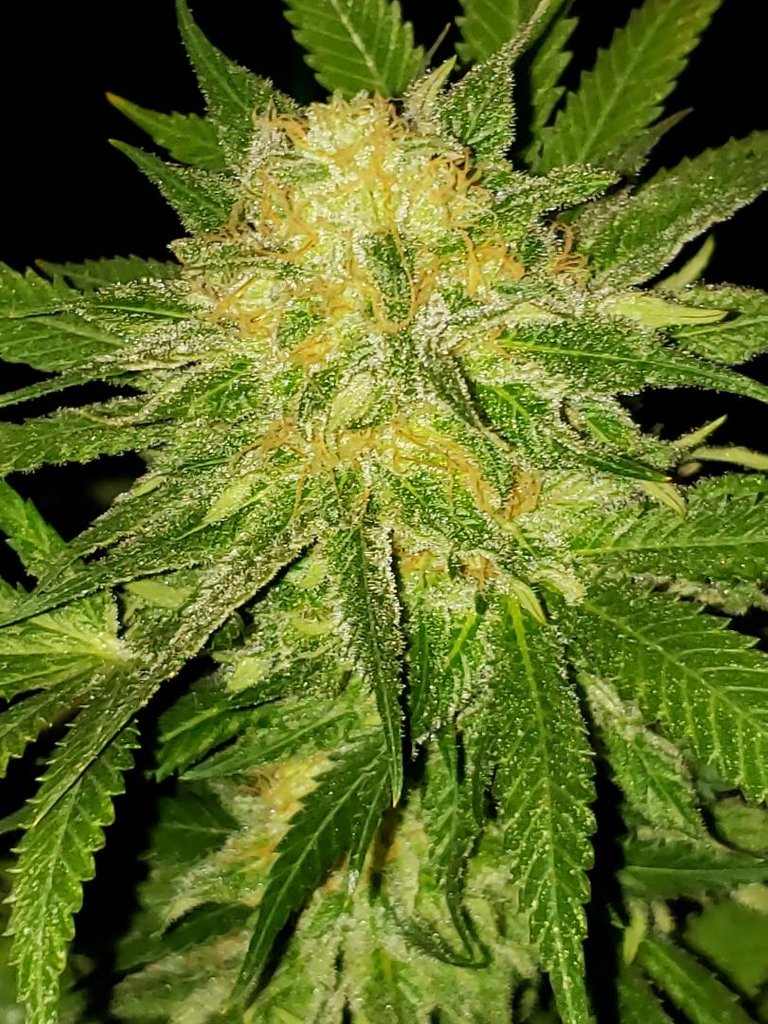 3 trichome.jpg