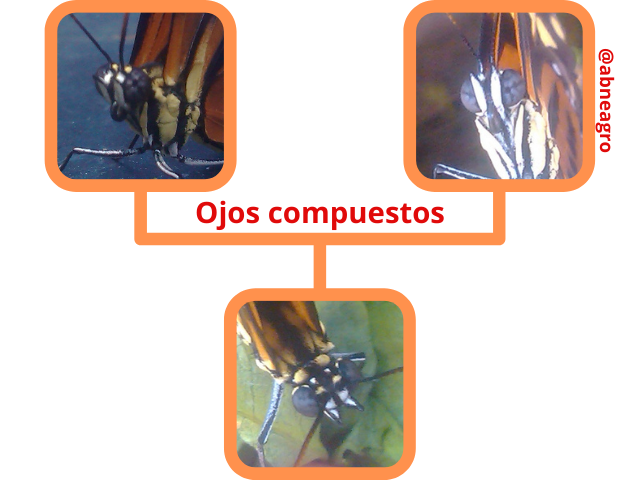 Lepidoptera ojos compuestos.png