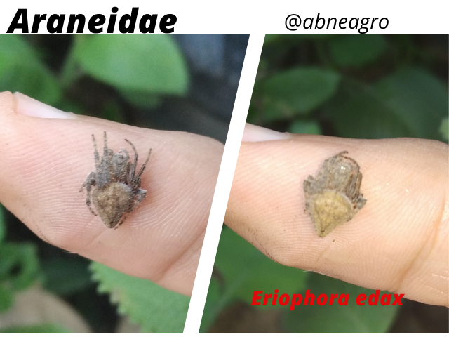 Araneidae(10).png