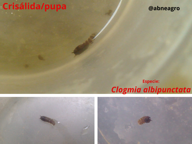 Diptera 7.png