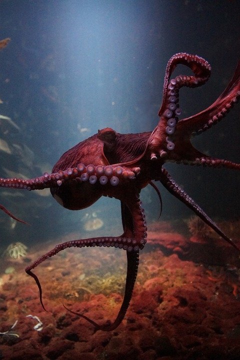 octopus-3232758_960_720.jpg