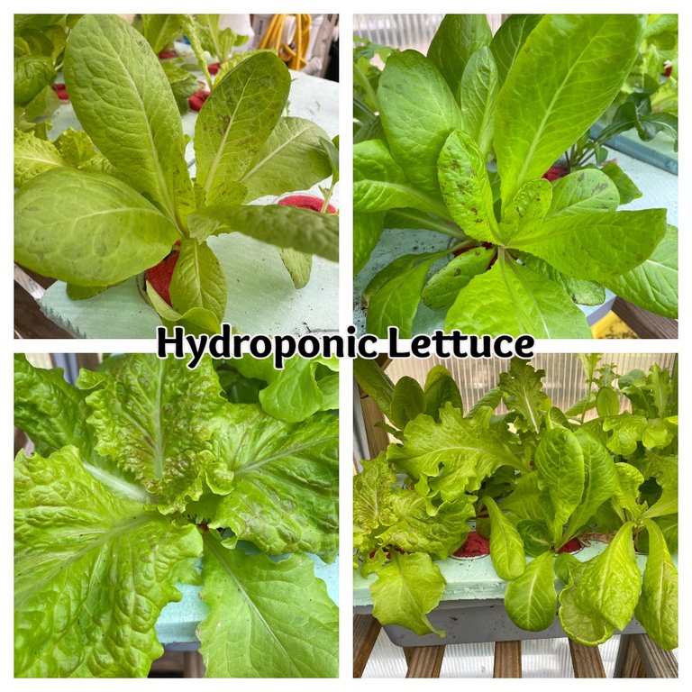 hydroponic-gardening-lettuce-sunscape.jpg