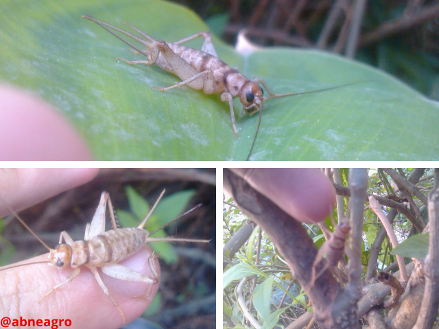 Orden Orthoptera penúltima.png