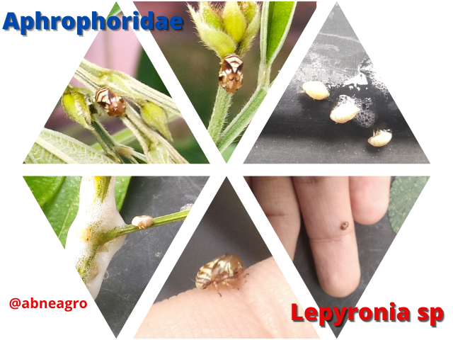 Aphrophoridae(10).png
