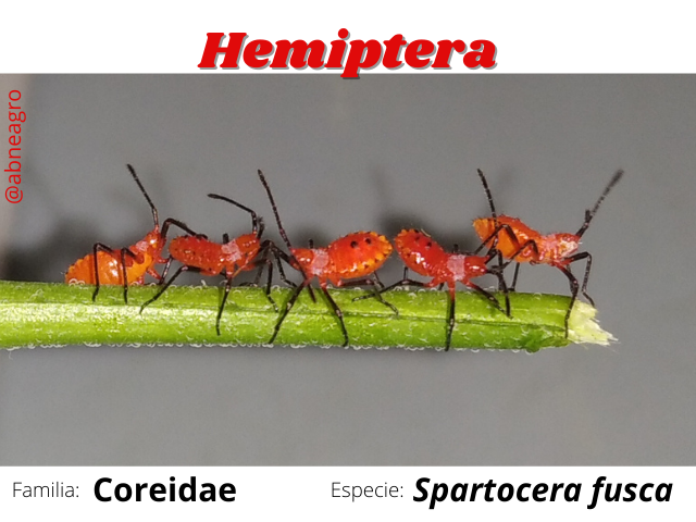 Hemiptera(3).png