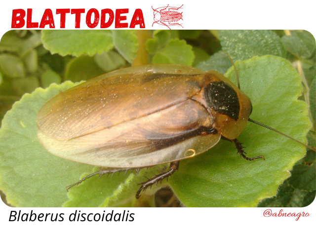 Blattodea portada.png
