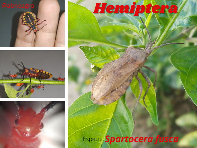 Hemiptera(10).png