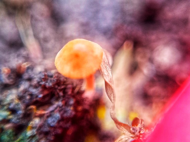 Pluteus hubregtseorum.