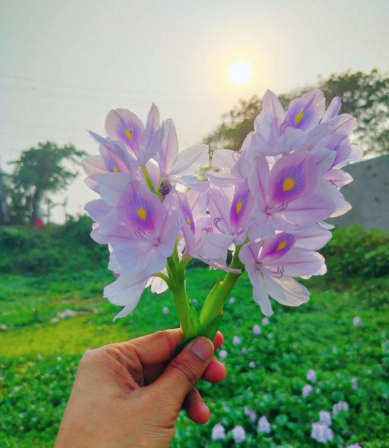 Photography of the Kuchuripana flower.