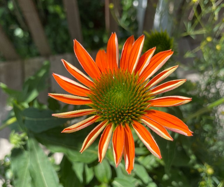 VYBphoto Garden : Orange Echinacea