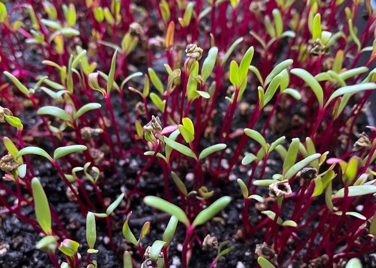 microgreens-beets-.jpg