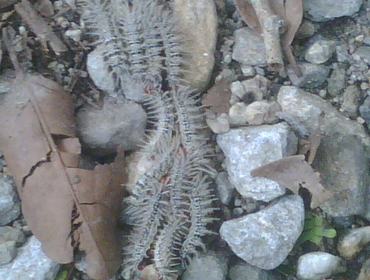 IMG00455.jpg